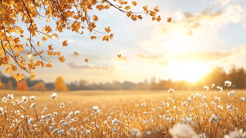 高清大图下载【趣麦麦图】金色阳光下的秋收田野