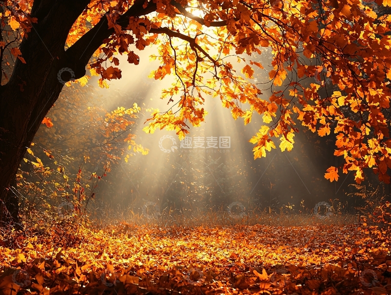 高清大图下载【趣麦麦图】金色阳光穿透秋叶的森林