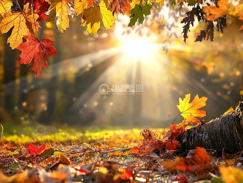 高清大图下载【趣麦麦图】秋日阳光下的落叶