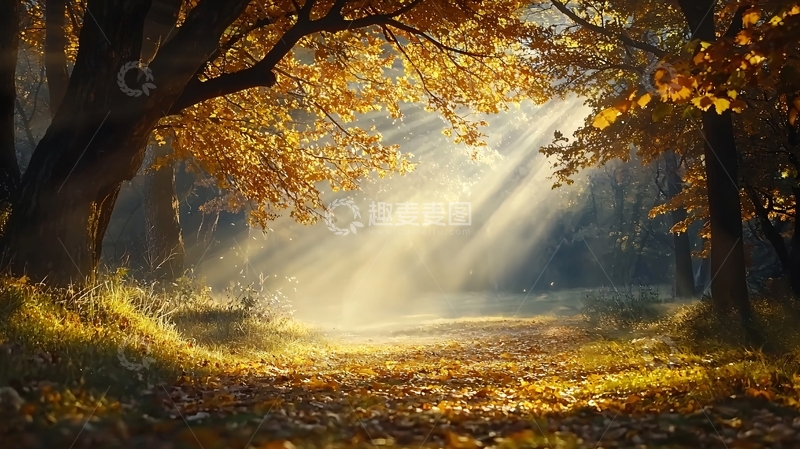 高清大图下载【趣麦麦图】秋日阳光穿过树林