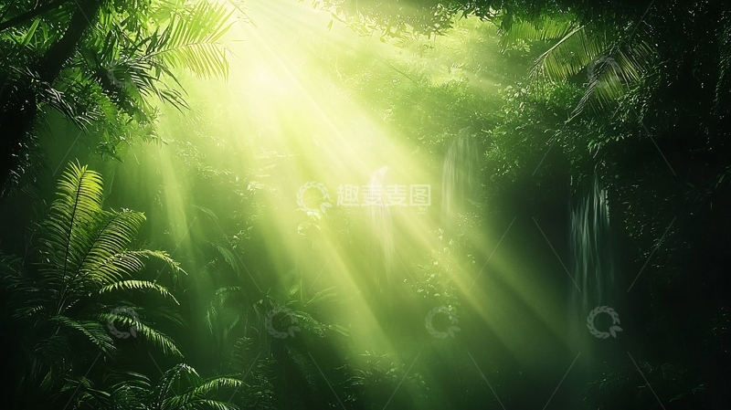 高清大图下载【趣麦麦图】阳光穿透茂密森林