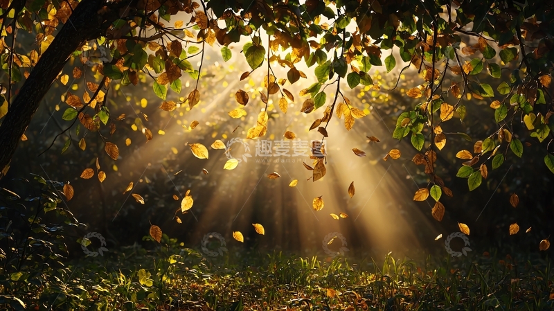 高清大图下载【趣麦麦图】秋日阳光穿透树林的光辉