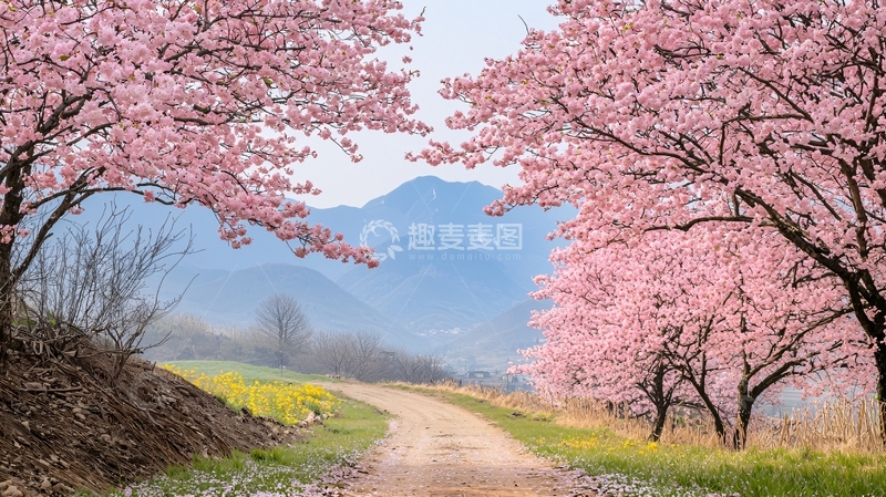 高清大图下载【趣麦麦图】粉色樱花树小路