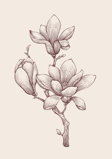 玉兰花插画黑白版画