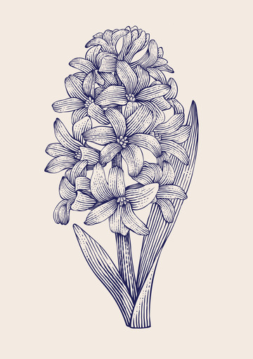 风信子插画黑白版画