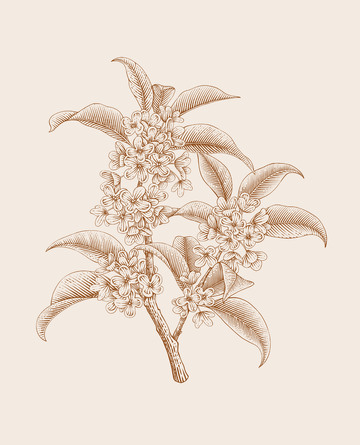 桂花手绘黑白版画