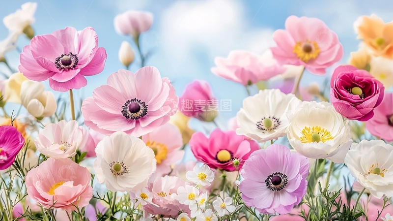 高清大图下载【趣麦麦图】色彩鲜艳的鲜花盛开