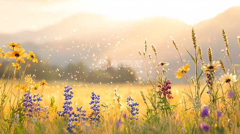 高清大图下载【趣麦麦图】金色阳光下的花田