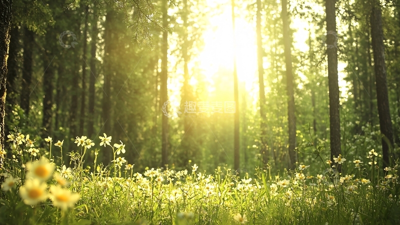 高清大图下载【趣麦麦图】阳光穿过森林