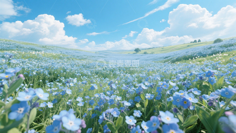 高清大图下载【趣麦麦图】勿忘我漫野的晴日芳原