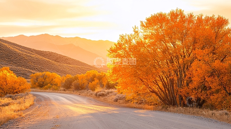 高清大图下载【趣麦麦图】秋日金色风景公路