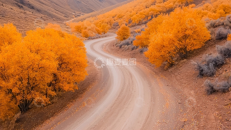 高清大图下载【趣麦麦图】秋日金色树林中的蜿蜒道路