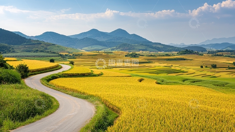 高清大图下载【趣麦麦图】蜿蜒道路穿过金黄稻田