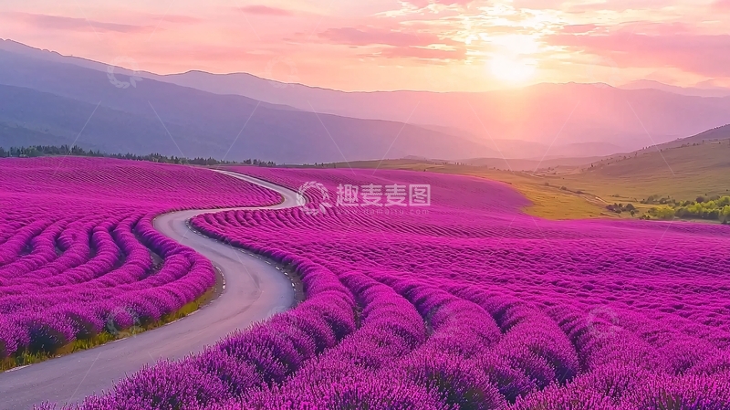 高清大图下载【趣麦麦图】薰衣草田的日落美景
