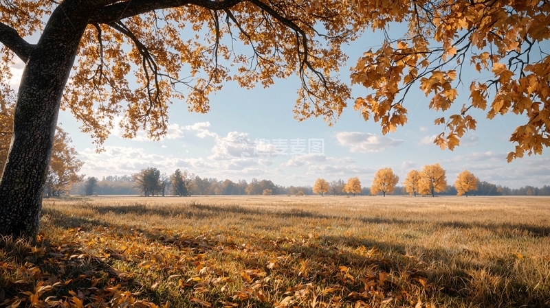 高清大图下载【趣麦麦图】秋日阳光下的金色田野