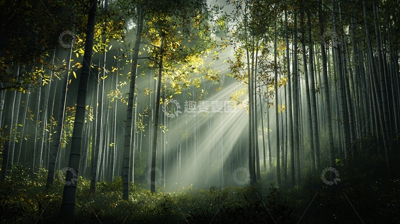 高清大图下载【趣麦麦图】森林阳光穿透