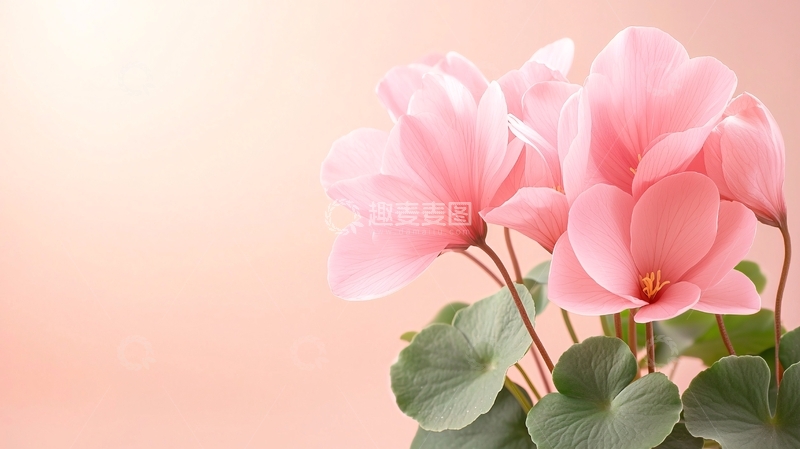 高清大图下载【趣麦麦图】粉色仙客来高清图片