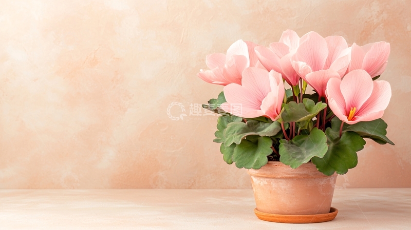 高清大图下载【趣麦麦图】粉色仙客来盆栽