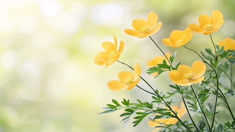 高清大图下载【趣麦麦图】明亮黄色小花清新特写