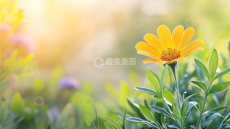 高清大图下载【趣麦麦图】阳光下的黄色花朵