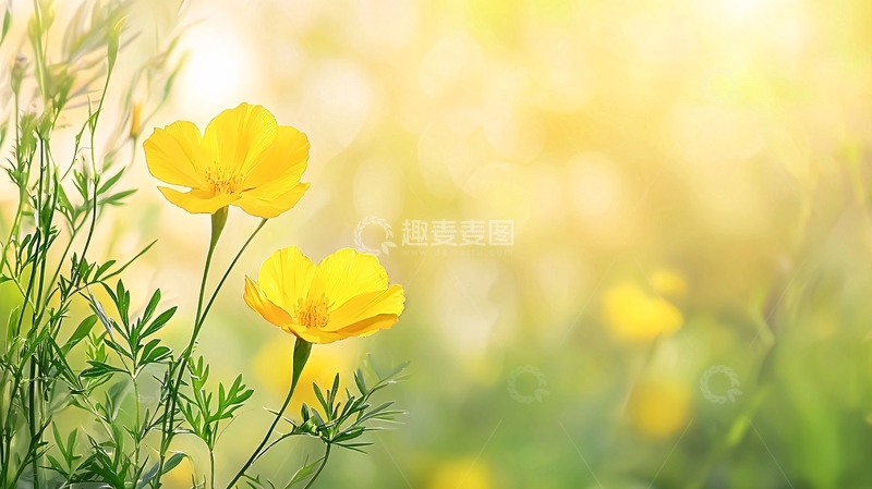 高清大图下载【趣麦麦图】黄色小花在阳光下绽放
