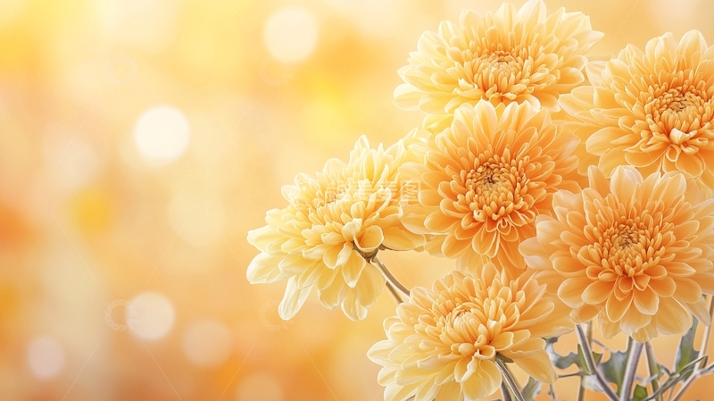 高清大图下载【趣麦麦图】金黄色菊花特写