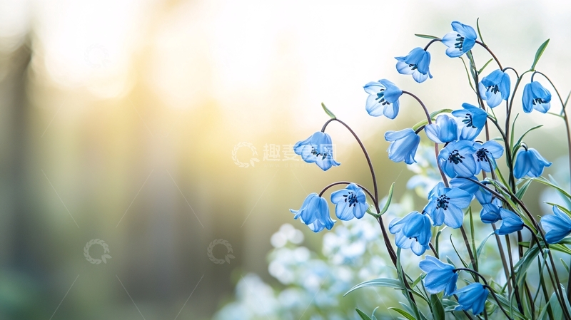 高清大图下载【趣麦麦图】蓝铃花在阳光下绽放