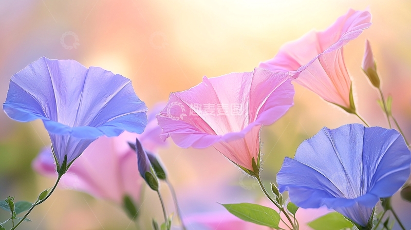 高清大图下载【趣麦麦图】牵牛花盛开高清图片
