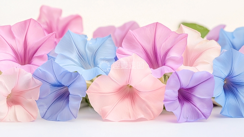 高清大图下载【趣麦麦图】色彩柔和的喇叭花