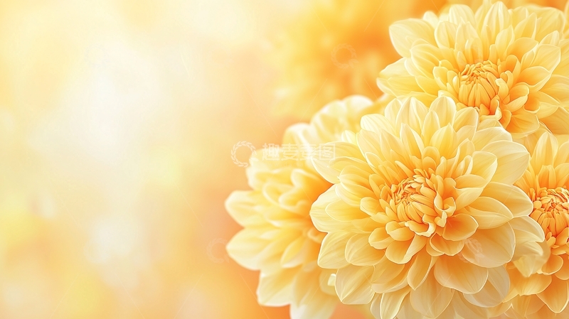 高清大图下载【趣麦麦图】黄色大丽花特写