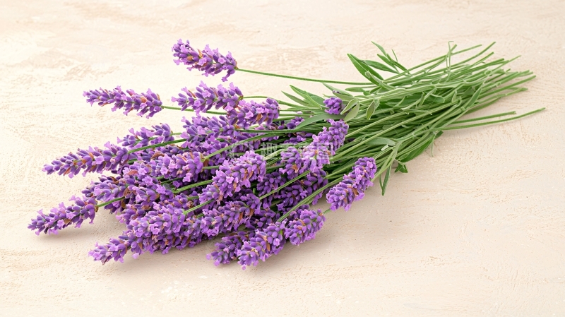 一束美丽的薰衣草花
