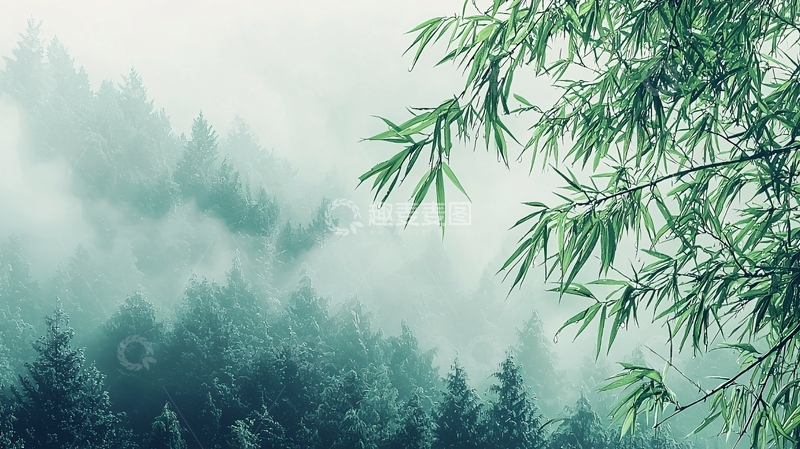 高清大图下载【趣麦麦图】雾气缭绕的绿色山林竹叶