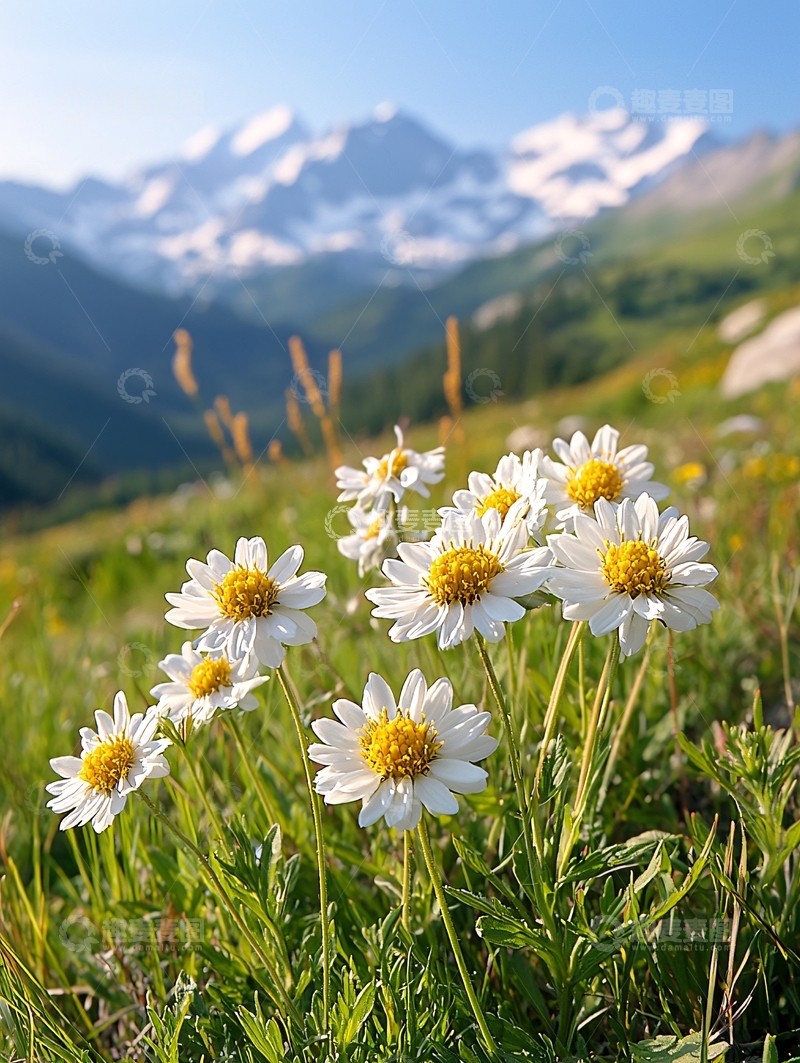 高清大图下载【趣麦麦图】雏菊花田和远山雪峰
