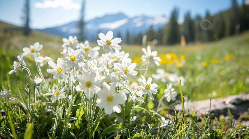 高清大图下载【趣麦麦图】高山草甸上的白色小花