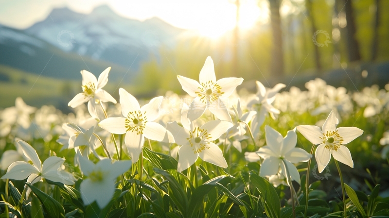 高清大图下载【趣麦麦图】阳光下白色水仙花田