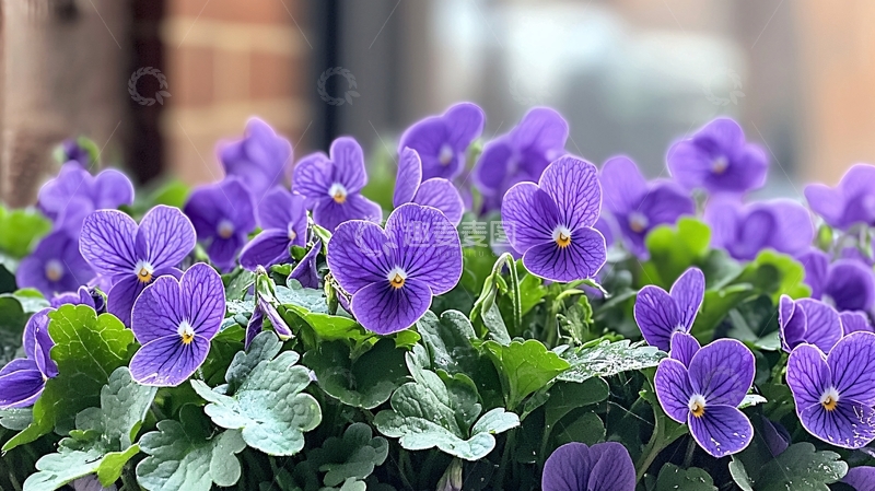 高清大图下载【趣麦麦图】紫罗兰花朵簇拥