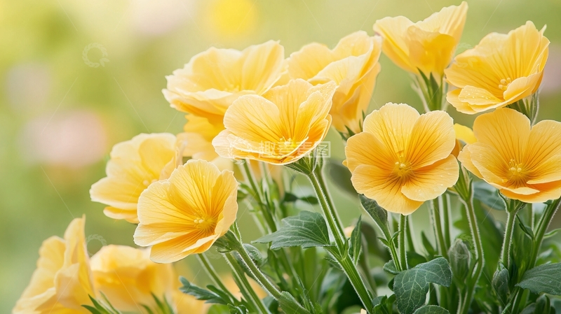 高清大图下载【趣麦麦图】金黄色报春花特写