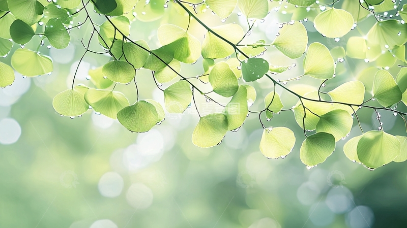 高清大图下载【趣麦麦图】清新绿色树叶光斑背景