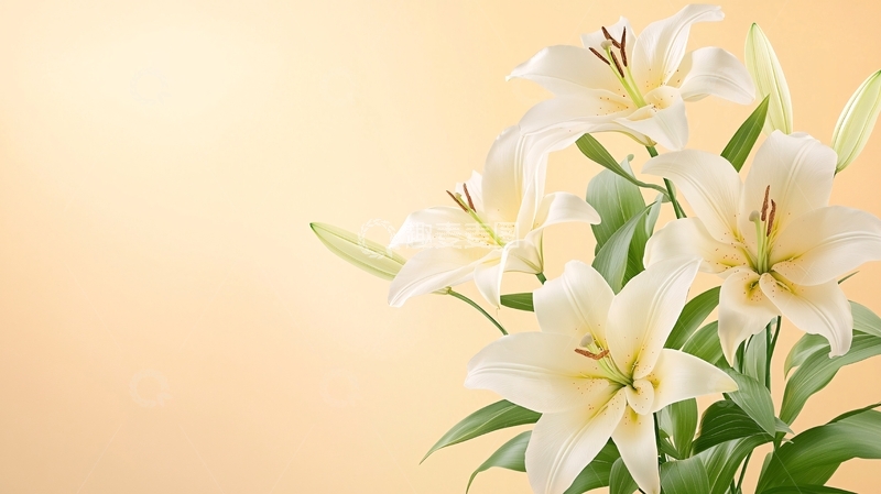 高清大图下载【趣麦麦图】白色百合花高清图片