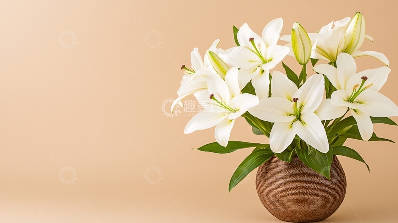 高清大图下载【趣麦麦图】白色百合花在棕色花瓶中