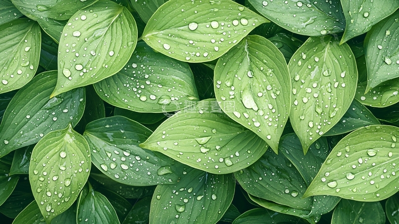 高清大图下载【趣麦麦图】绿色叶片上布满水滴