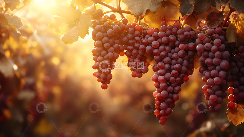 高清大图下载【趣麦麦图】挂在树上的紫色葡萄1