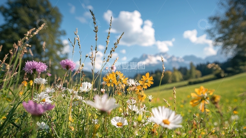 高清大图下载【趣麦麦图】鲜花草地蓝天白云远山如画