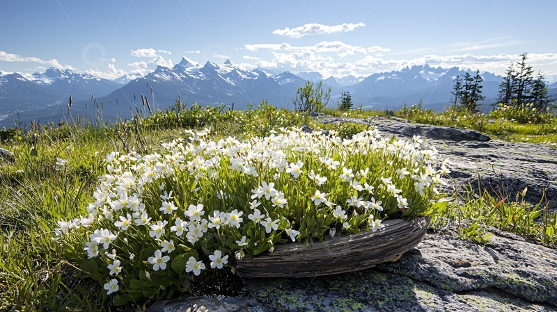 高清大图下载【趣麦麦图】高山草甸上的白色小花