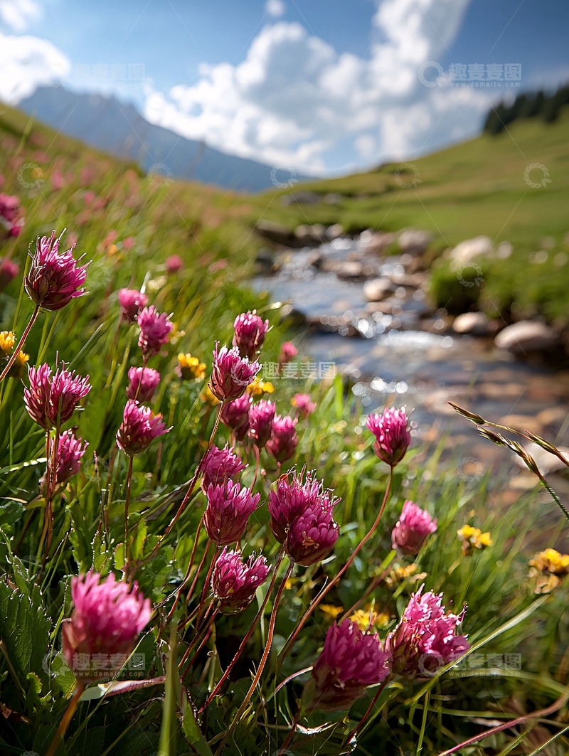 高清大图下载【趣麦麦图】鲜花盛开的山间溪流