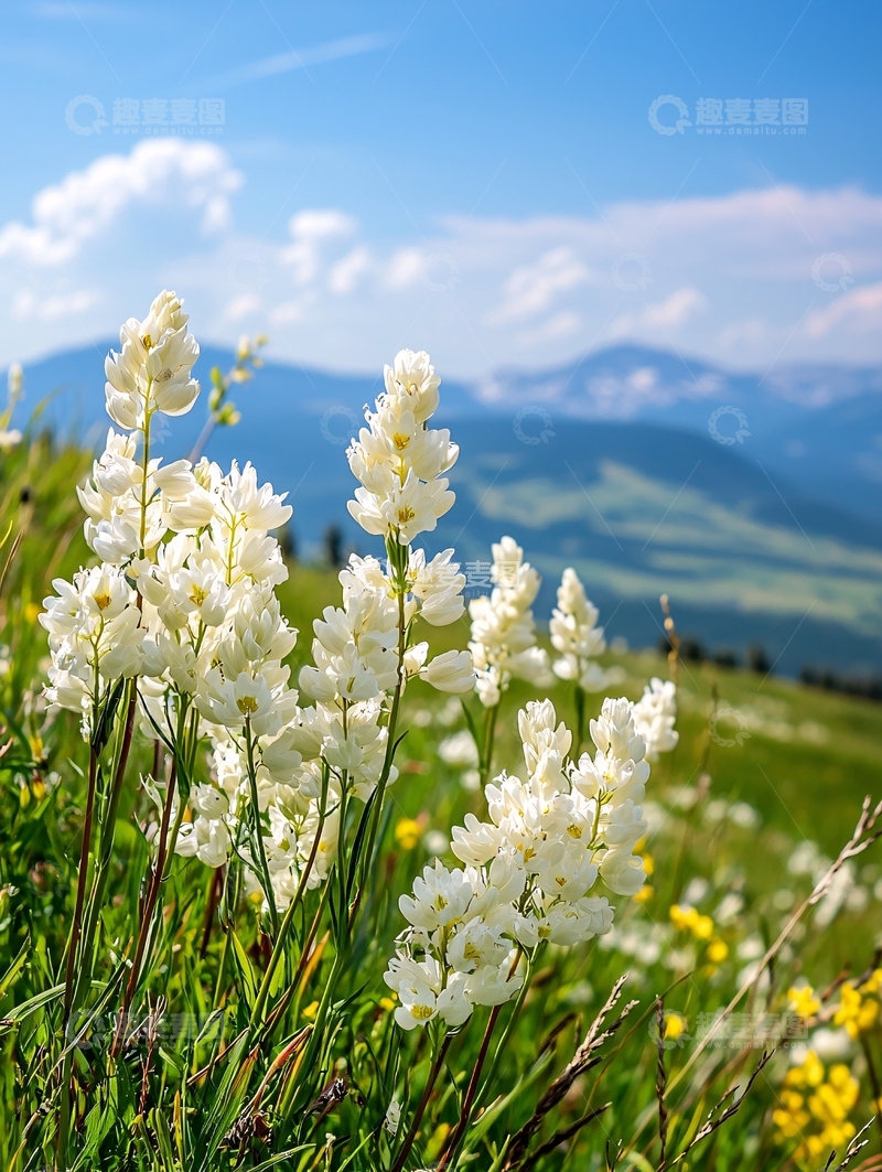 高清大图下载【趣麦麦图】白色花朵高清图片