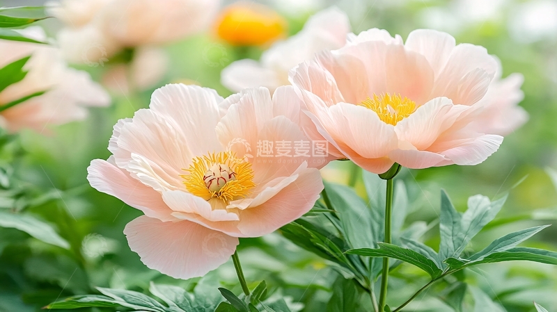 高清大图下载【趣麦麦图】淡粉色牡丹花特写