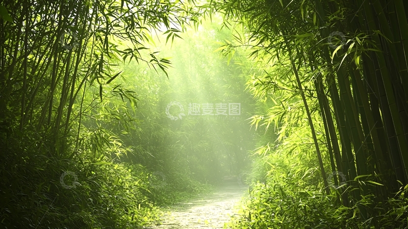 高清大图下载【趣麦麦图】阳光穿过竹林的意境