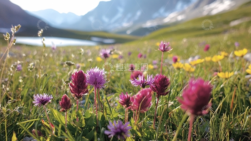 高清大图下载【趣麦麦图】鲜花草地远山湖泊