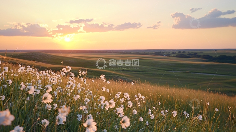 高清大图下载【趣麦麦图】夕阳下的草原花海